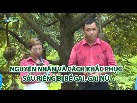 NGUYÊN NHÂN VÀ CÁCH KHẮC PHỤC SẦU RIÊNG BỊ BỂ GAI, GAI NÙ