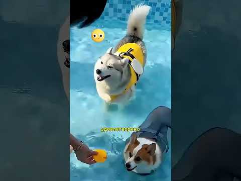 Собственикът заведе кучетата си на басейна! 🐶