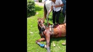preview picture of video 'Cavalo domado! Ulianópolis - Pará - Brasil - Cavalgada'