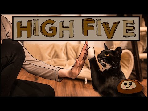 High Five: 3 Methoden | Clickertraining mit Katzen