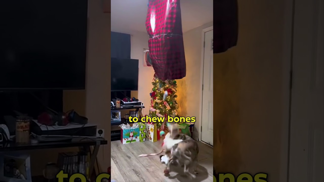 Santa Paws Delivers: Dogs Are the New Grandkids This Christmas! #DogsOfChristmas #santapaws