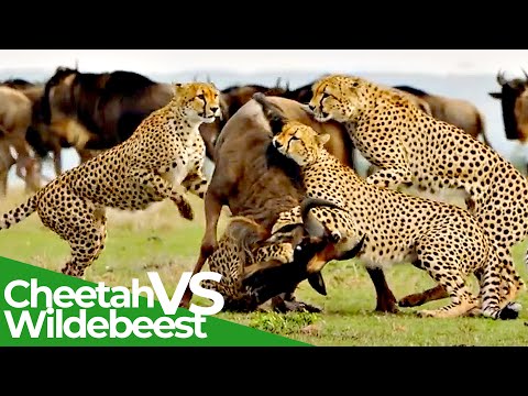 Cheetahs attack Wildebeest