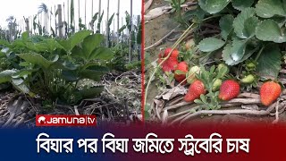 চুয়াডাঙ্গায় বিঘার পর বিঘা জমিতে চাষ হচ্ছে স্ট্রবেরি