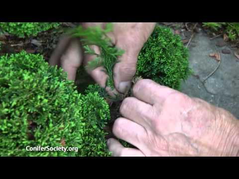 Hinoki Cypress - Chamaecyparis obtusa 'Nana'   American Conifer Society