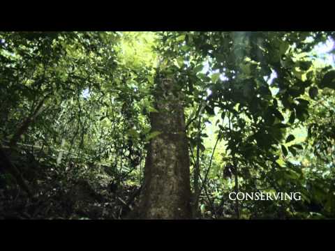 Belum Rainforest Villas, Banding Island