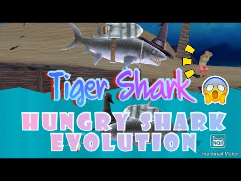 Hungry Shark Evolution : Tiger Shark