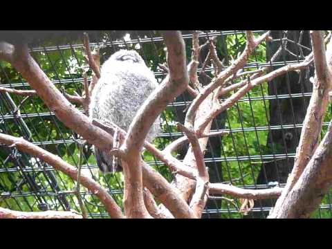 FA Bartkauz ZooKa 18 6 11 P1030180