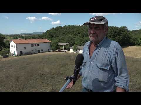 Terranuova Bracciolini, 30 pecore uccise in due settimane: è di nuovo allarme lupi