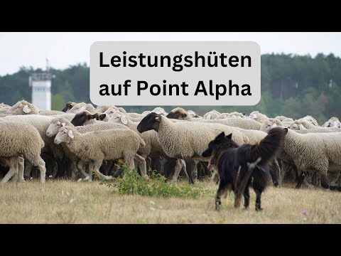 Sheepdogs and shepherds - A spectacular spectacle at Point Alpha