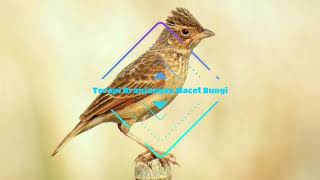 Download lagu TERAPI SUARA AIR DAN MASTERAN BURUNG BRANJANGAN GACORR TEMBAKAN NGEROLL JERNIH mp3