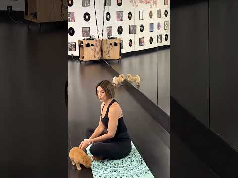 cute small  dog🥰😸😺🤗 #cat #pets #cute #dogs