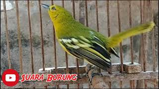 Download lagu 15 Menit AMPUH!!! Audio Mp3 PIKAT Ribut Sirtu Betina GACOR Memanggil Pejantan. mp3