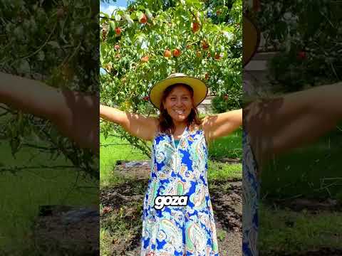 ¿Sabías que un durazno puede tardar hasta 7 años en dar sus mejores frutos? 🍑✨