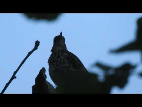 Song Thrush out there giving it all that