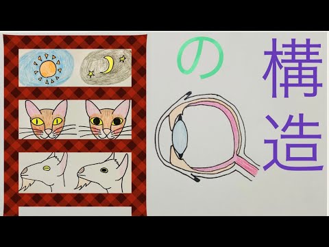 薬学科 目の構造