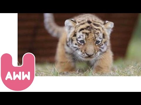 Cute Siberian Tiger Cubs from Hungary