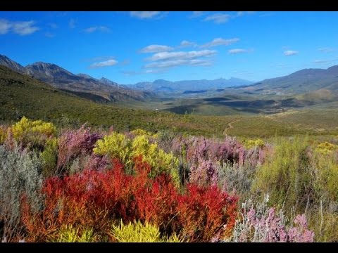 Fynbos mountain landscapes of the South African leopard, caracal & Cape biodiversity expedition