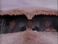 Dumb And Dumber VHS Release Ad 1995