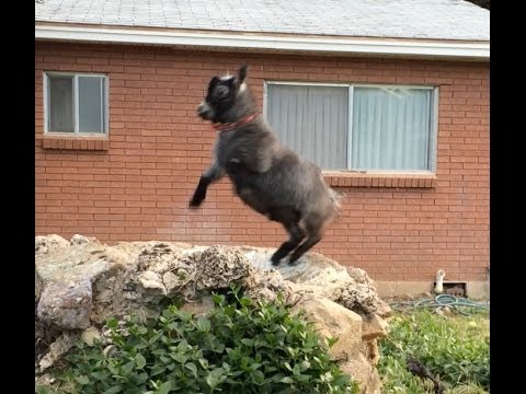 Wyatt is a riot part 2