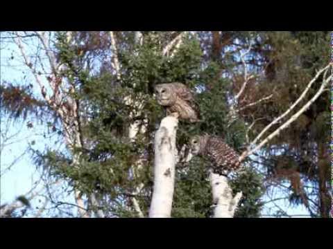 Barred Owl pair calling