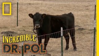 One Mini Mama | The Incredible Dr. Pol