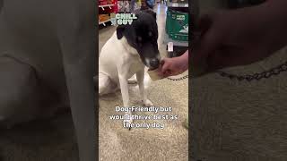 Video preview image #1 Pointer-Unknown Mix Puppy For Sale in Chandler, AZ, USA