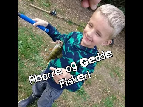Sønnens Første Fisk # Aborre og Gedde Fiskeri