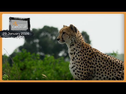 Ellie tussles and cheetah on the hunt - SafariLIVE Catch Up, 29 January 2026