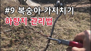 #9 복숭아 가지치기 / 하향지 관리법 / 처진가지 정지전정 방법