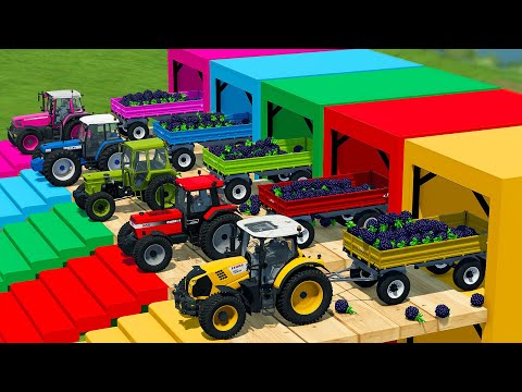 CLAAS vs CASE vs FIAT vs FIAT vs LIZARD TRACTORS BATTLE WITH BLACKBERRY - Farming Simulator 22