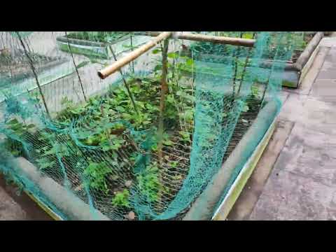 沙田康文署園藝  四個月後的種植成果