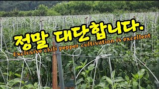 이렇고 꼼꼼히? 노지고추재배. 한 수 배웁니다. Exclusive chili pepper cultivatio…