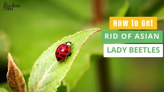Reveal the Mystery: How to Get Rid of Asian Lady Beetles Uncovered!