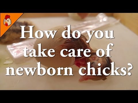 , title : 'How do You Take Care of Newborn Chicks - Chick Care After Hatching'