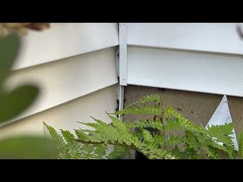 Side of the Home Plagued by Yellow Jackets in Jackson, NJ