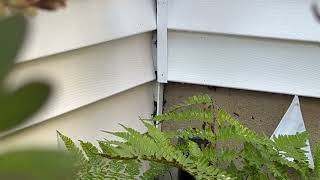 Watch video: Side of the Home Plagued by Yellow Jackets in Jackson, NJ