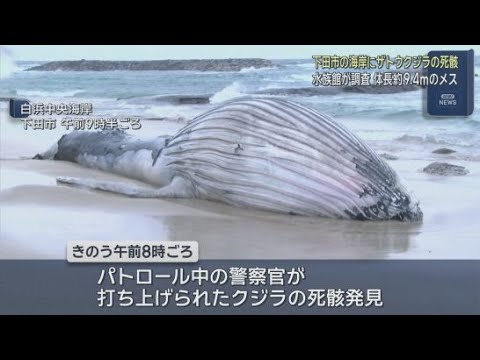YouTube Video 5年ぶりに砂浜に体長9.4mのクジラ…すでに死んでおり市は今後どうするか研究者と協議 静岡・下田市