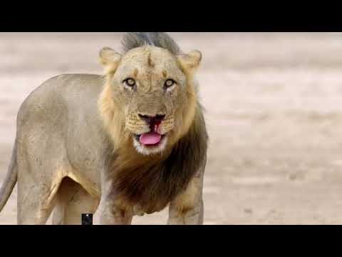 Caçadores Da África O Ascenso De Kimba