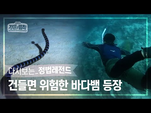 [정법레전드🏆] 화려해 보이는 만큼 더 위험하다! [정글의법칙 | SBS 141114방송]
