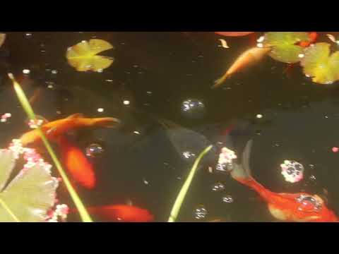 Goudvissen in de vijver