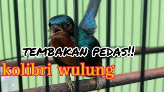 Download lagu Kolibri wulung gacor nembak full isian Cocok buat Masteran dan Pancingan bunyi... mp3