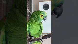 Pedro perdendo a timidez e falando com