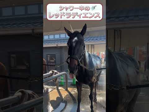 【2024七夕賞勝ち馬レッドラディエンス】RRC FINAL 2025出場！ #乗馬 #馬術 #引退競走 #RRC