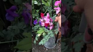 English Garden August 3 (3)　フロントガーデンのスイートピー