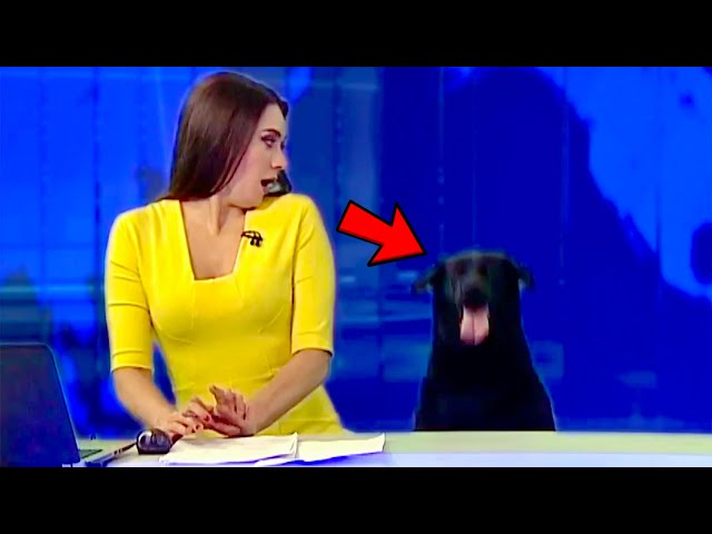 Best Dogs News Bloopers SDDEFAULT Thumbnail