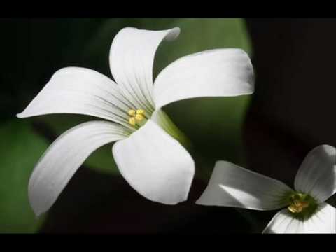 Londonderry Air  -Ensemble Planeta-