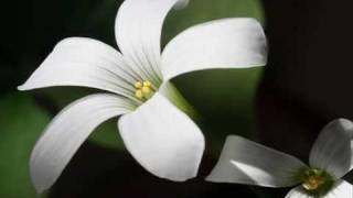 Londonderry Air  -Ensemble Planeta-