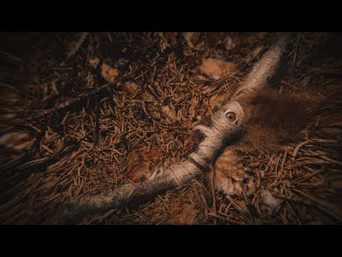 Belfiato Quintet - On The Edge Of The Forest