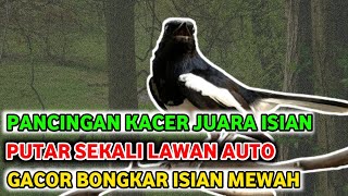 Download lagu PANCINGAN kacer juara nasional full isian mewah mp3 Download lagu PANCINGAN kacer juara nasional full isian mewah mp3