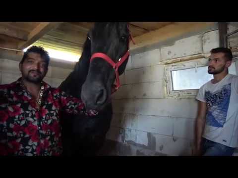 Caii lui Utu de la Hateg, Hunedoara - Prezentarea cailor in Grajd - 2019 Nou!!!